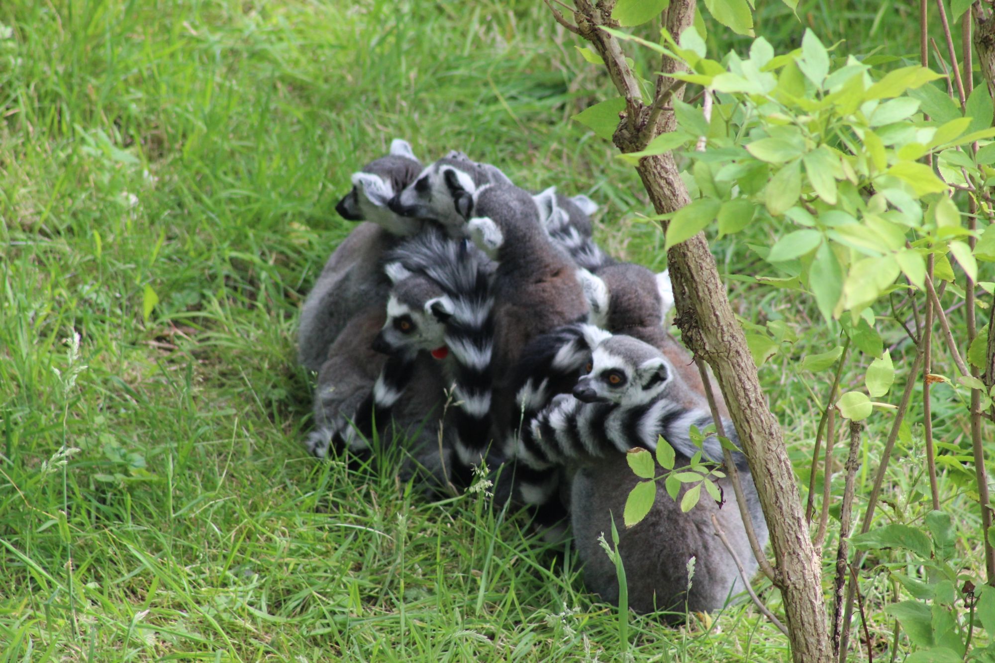 Zoo w Edynburgu