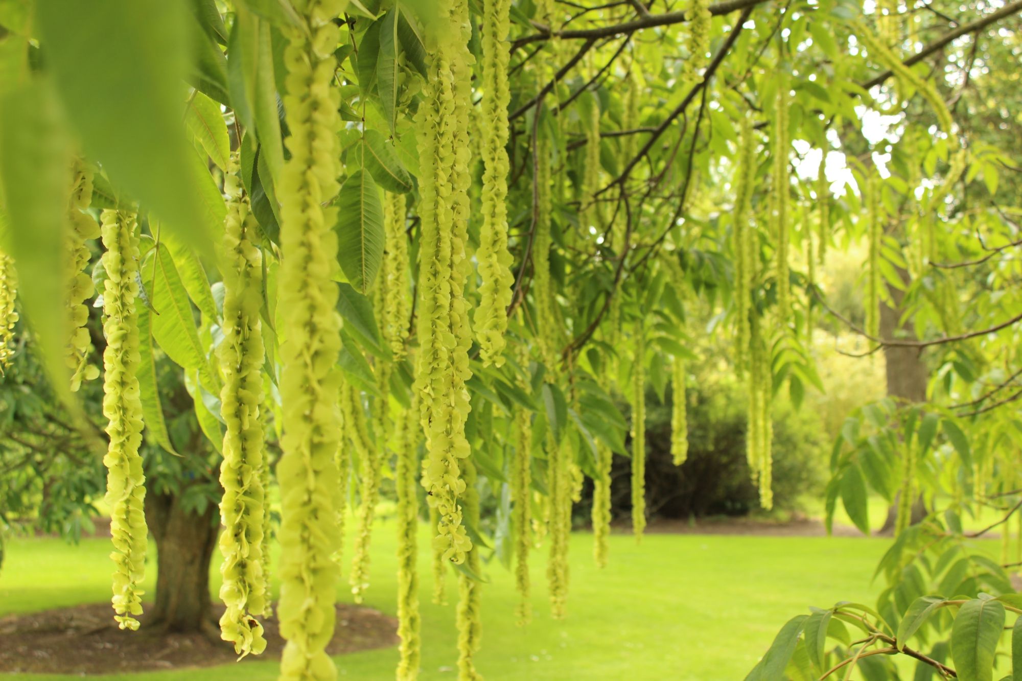 Królewski Ogród Botaniczny